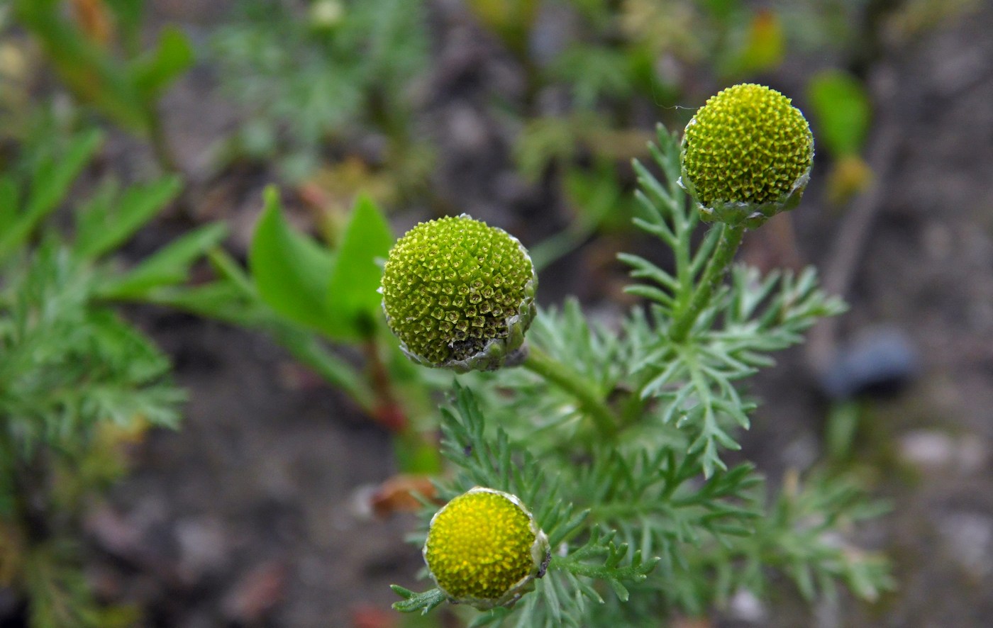 Image of Matricaria discoidea specimen.