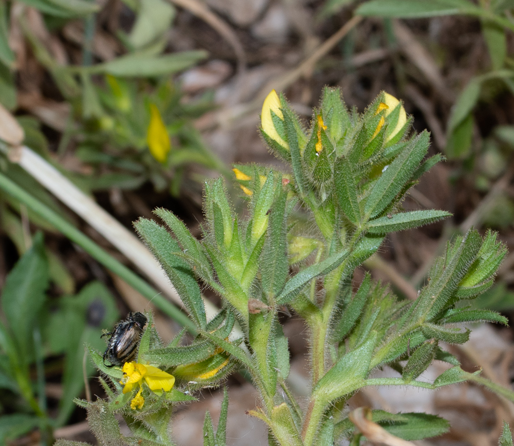 Image of Ononis pubescens specimen.