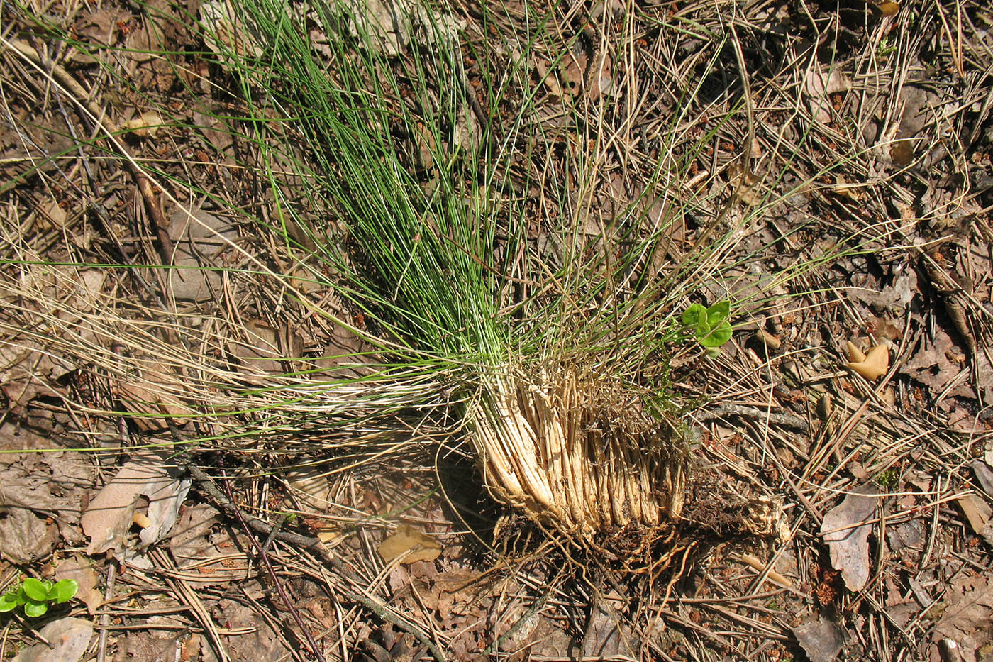 Изображение особи Nardus stricta.