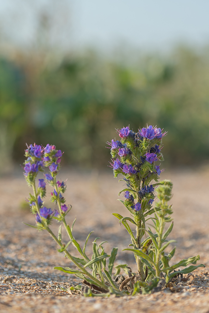 Image of Echium vulgare specimen.