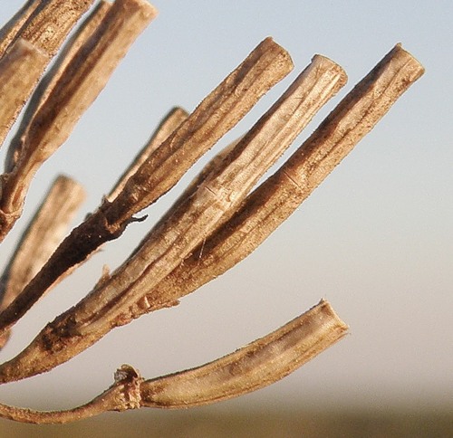 Image of Securigera varia specimen.