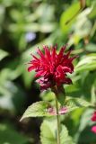 Monarda didyma