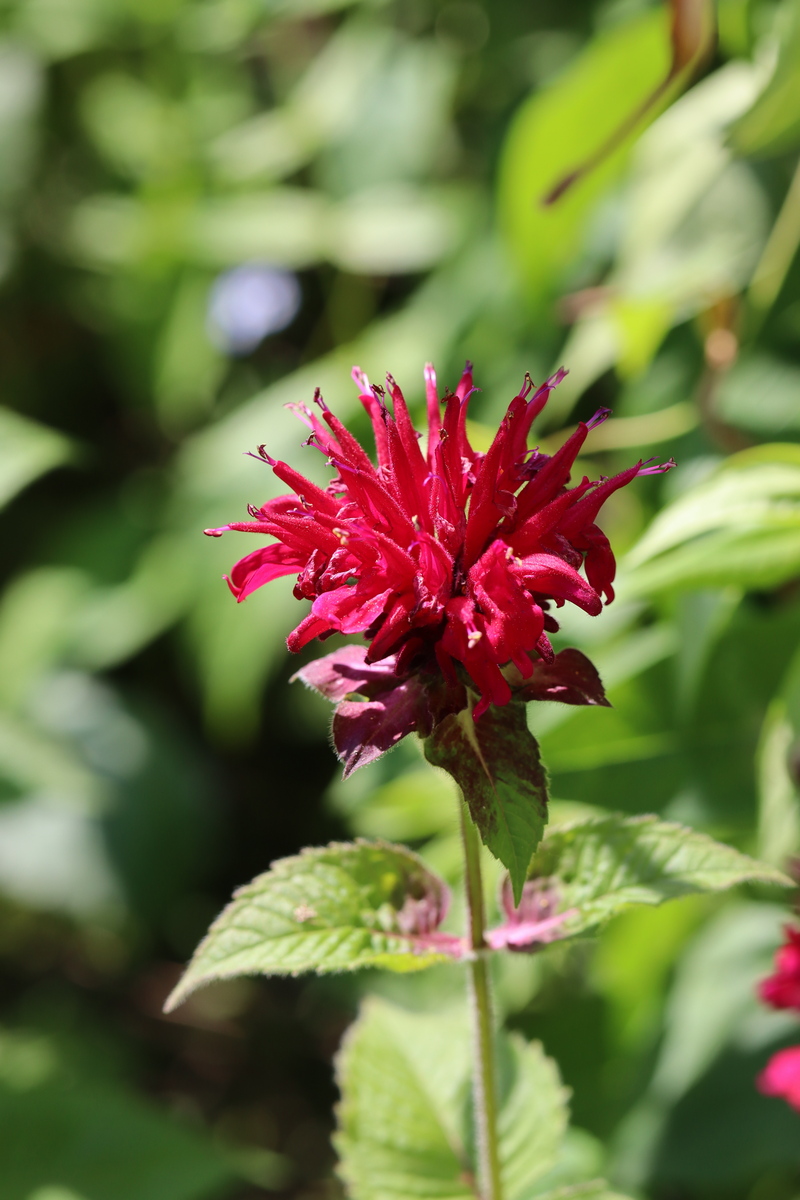 Изображение особи Monarda didyma.