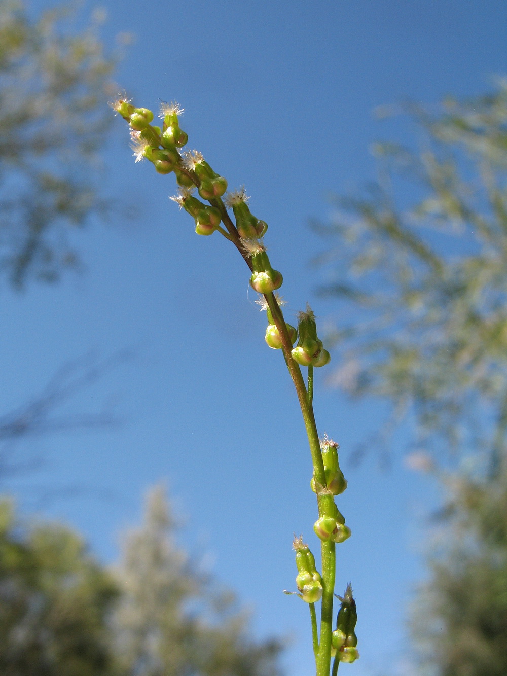 Image of Triglochin palustris specimen.