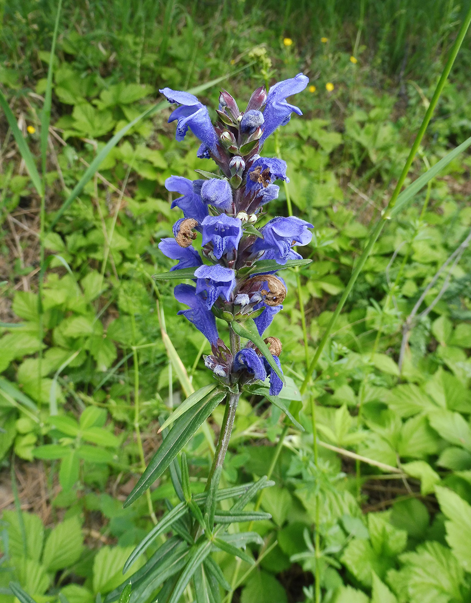 Изображение особи Dracocephalum ruyschiana.