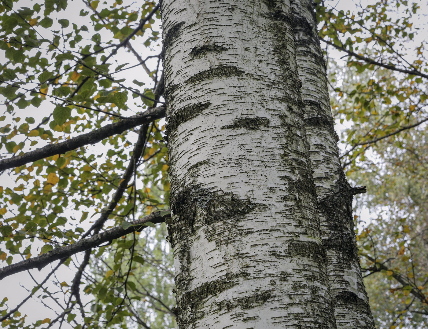 Image of Betula &times; kusmisscheffii specimen.