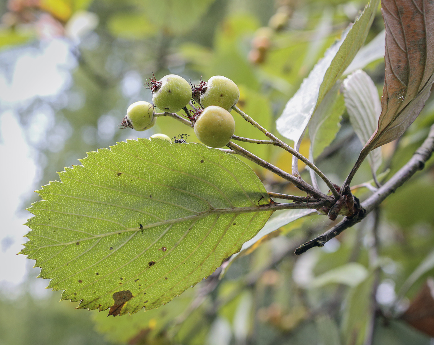 Изображение особи Sorbus subfusca.