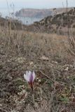 Crocus tauricus