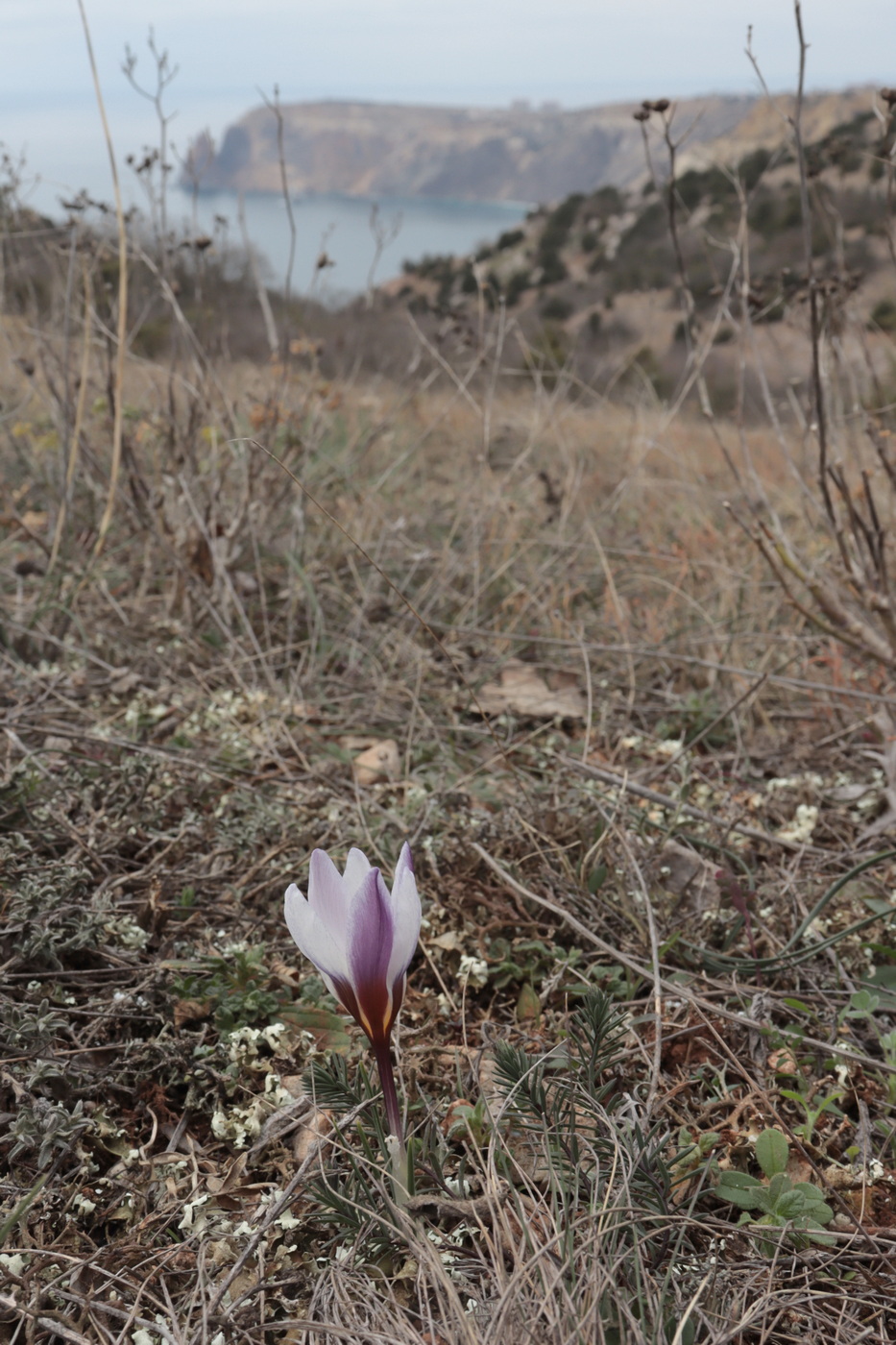 Image of Crocus tauricus specimen.