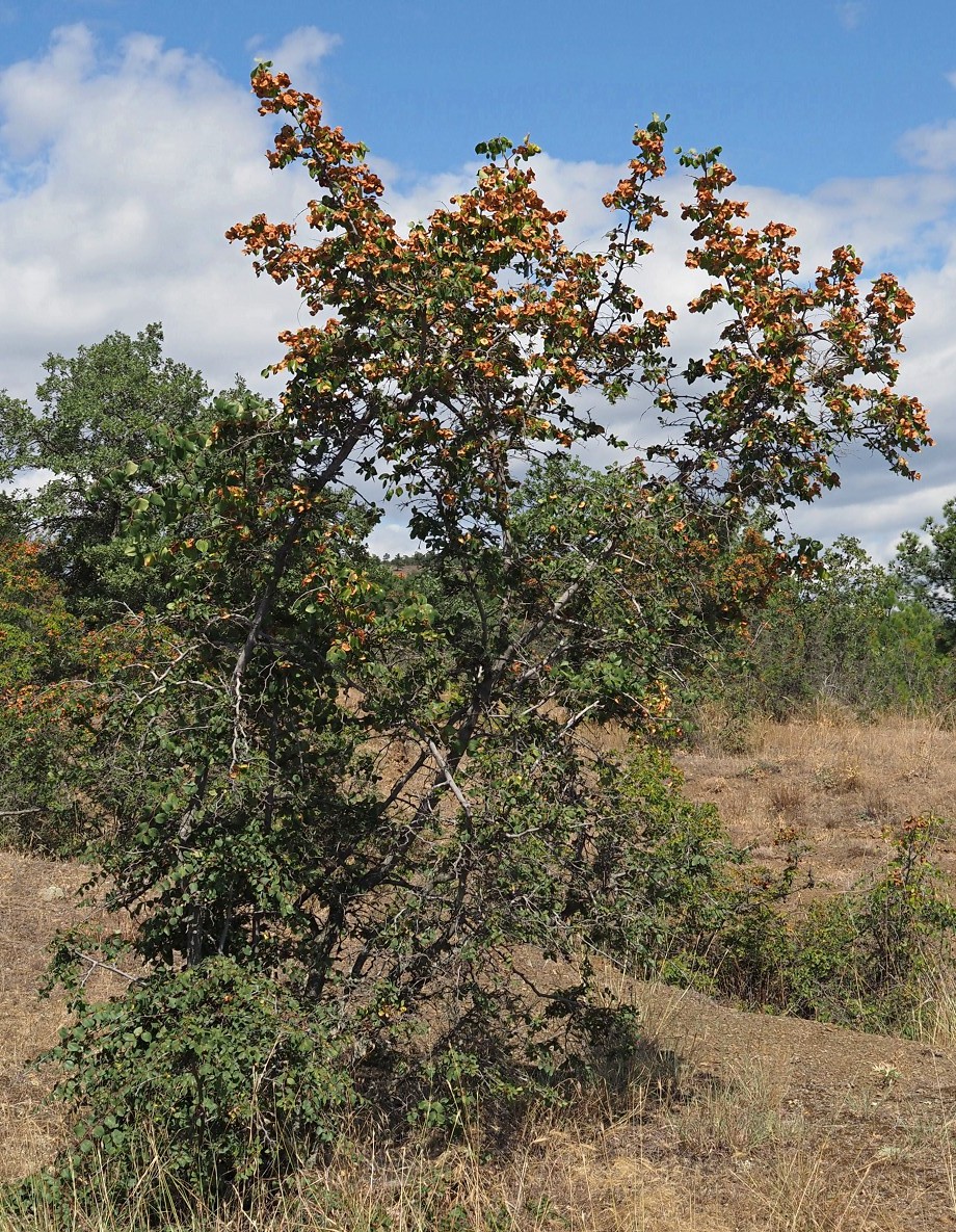 Image of Paliurus spina-christi specimen.