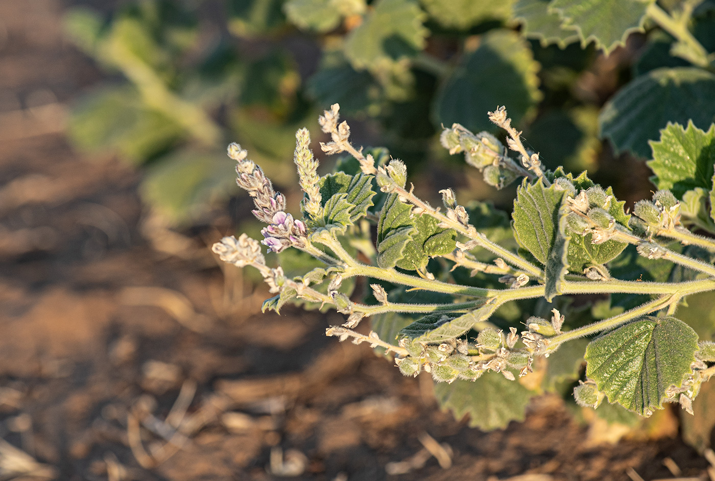 Изображение особи Psoralea drupacea.