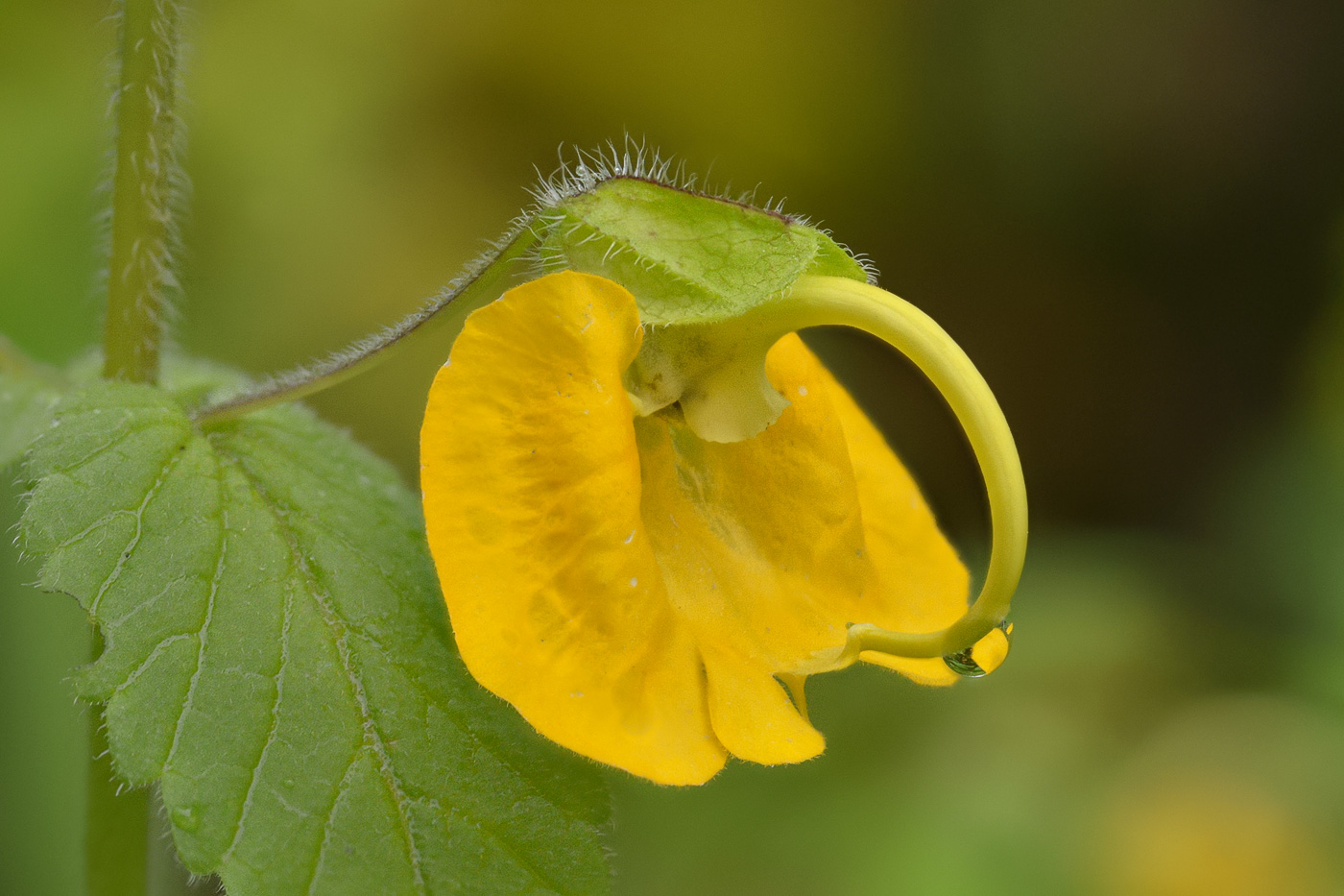 Изображение особи Rhynchocorys orientalis.