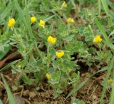 Medicago minima. Цветущее растение на лугу. Азербайджан, Лерикский р-н. 12.04.2010.