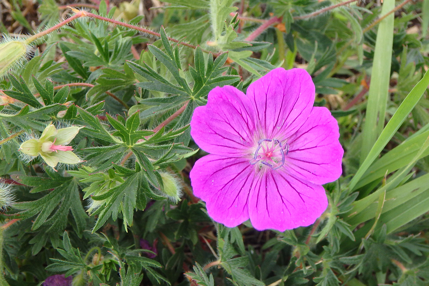 Изображение особи Geranium sanguineum.