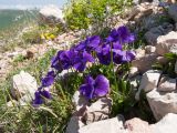 Viola oreades. Цветущие растения. Адыгея, Кавказский биосферный заповедник, северо-восточный склон горы Оштен, ≈ 2400 м н.у.м., альпийский луг, среди камней. 18.07.2015.