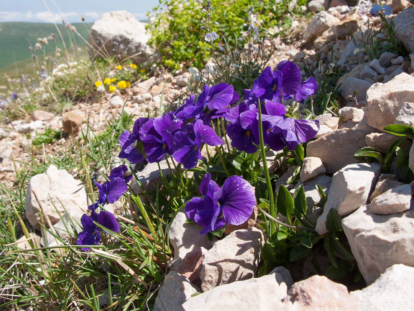 Image of Viola oreades specimen.