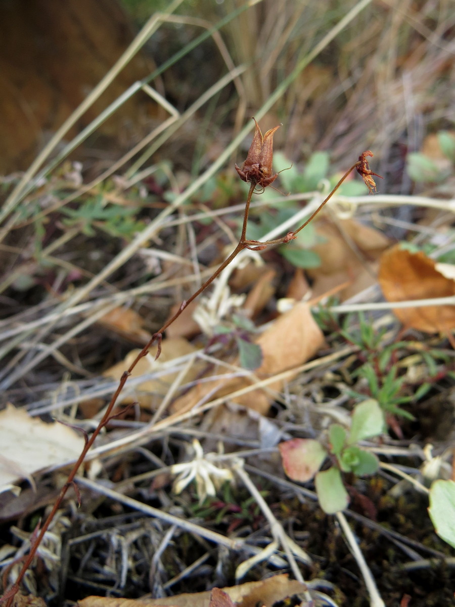 Image of Saxifraga spinulosa specimen.