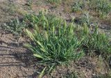 Hordeum leporinum