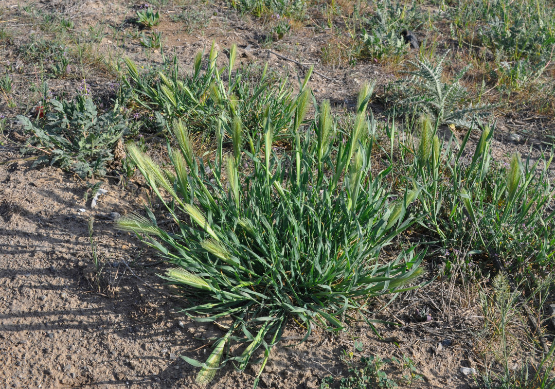 Image of Hordeum leporinum specimen.
