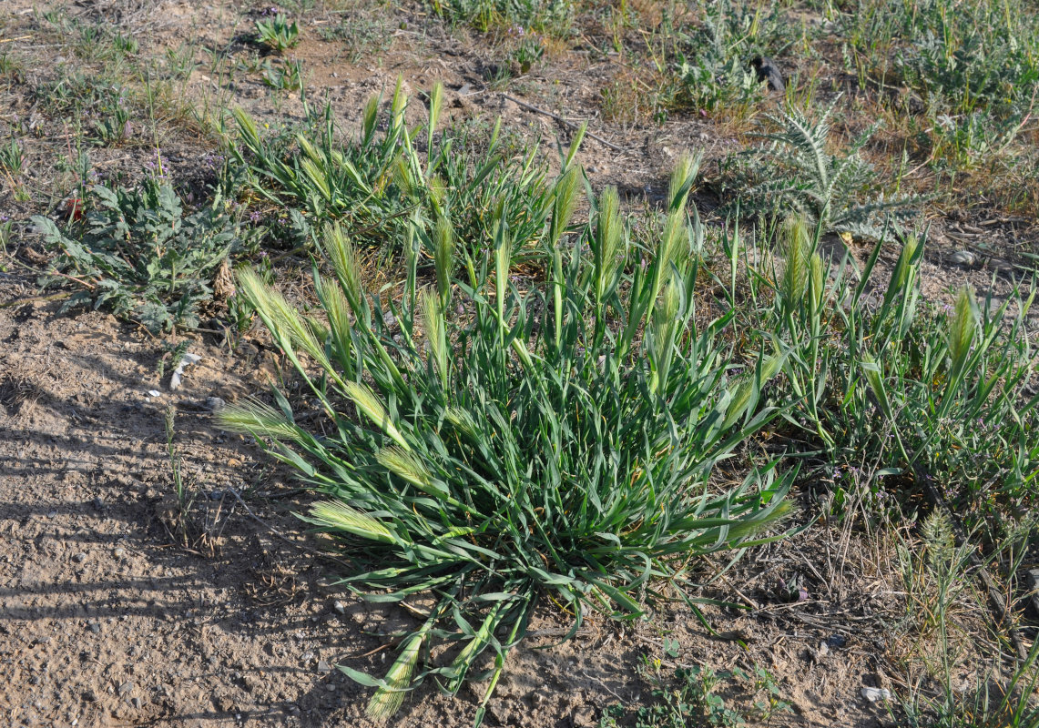 Изображение особи Hordeum leporinum.