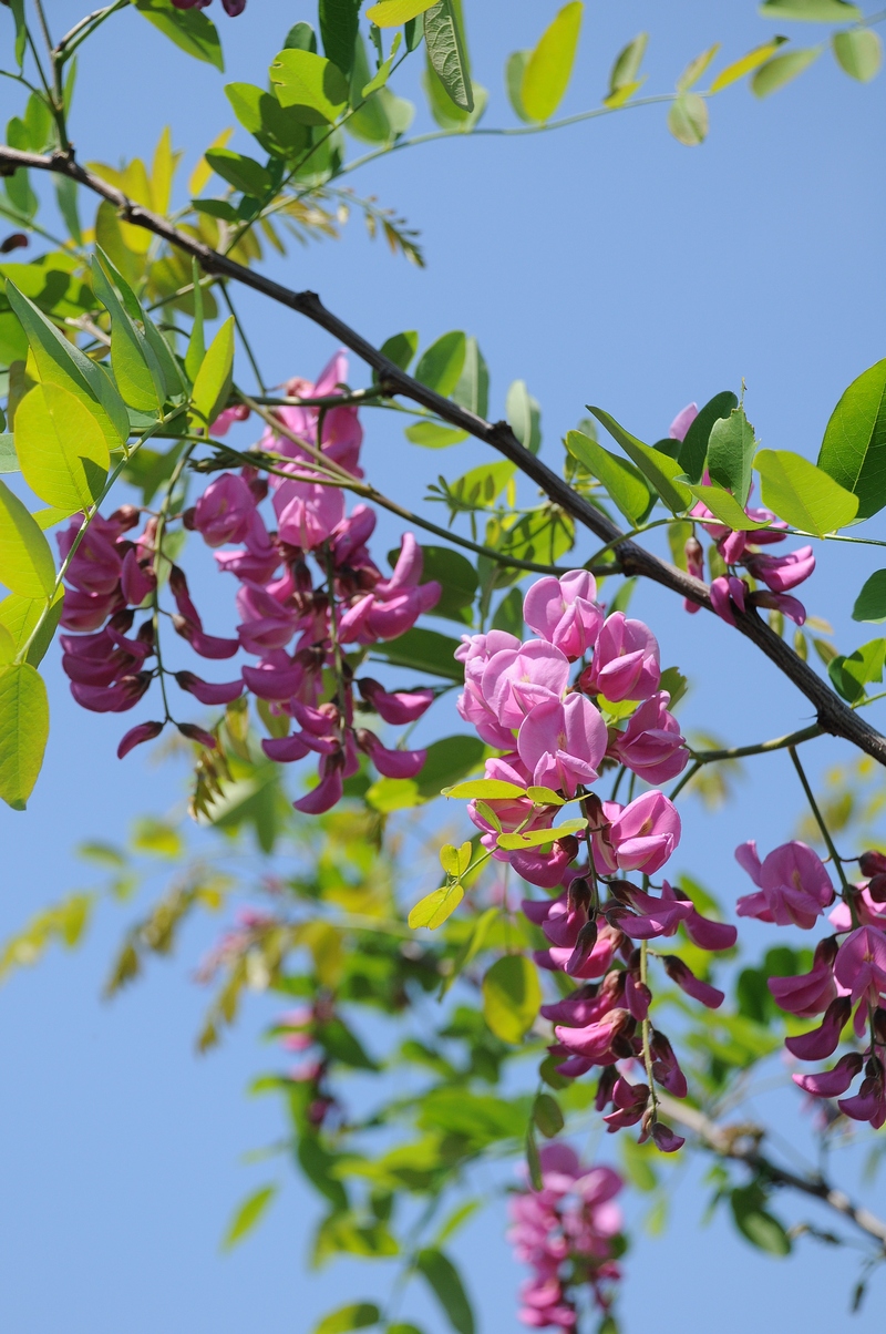 Image of Robinia &times; margaretta specimen.