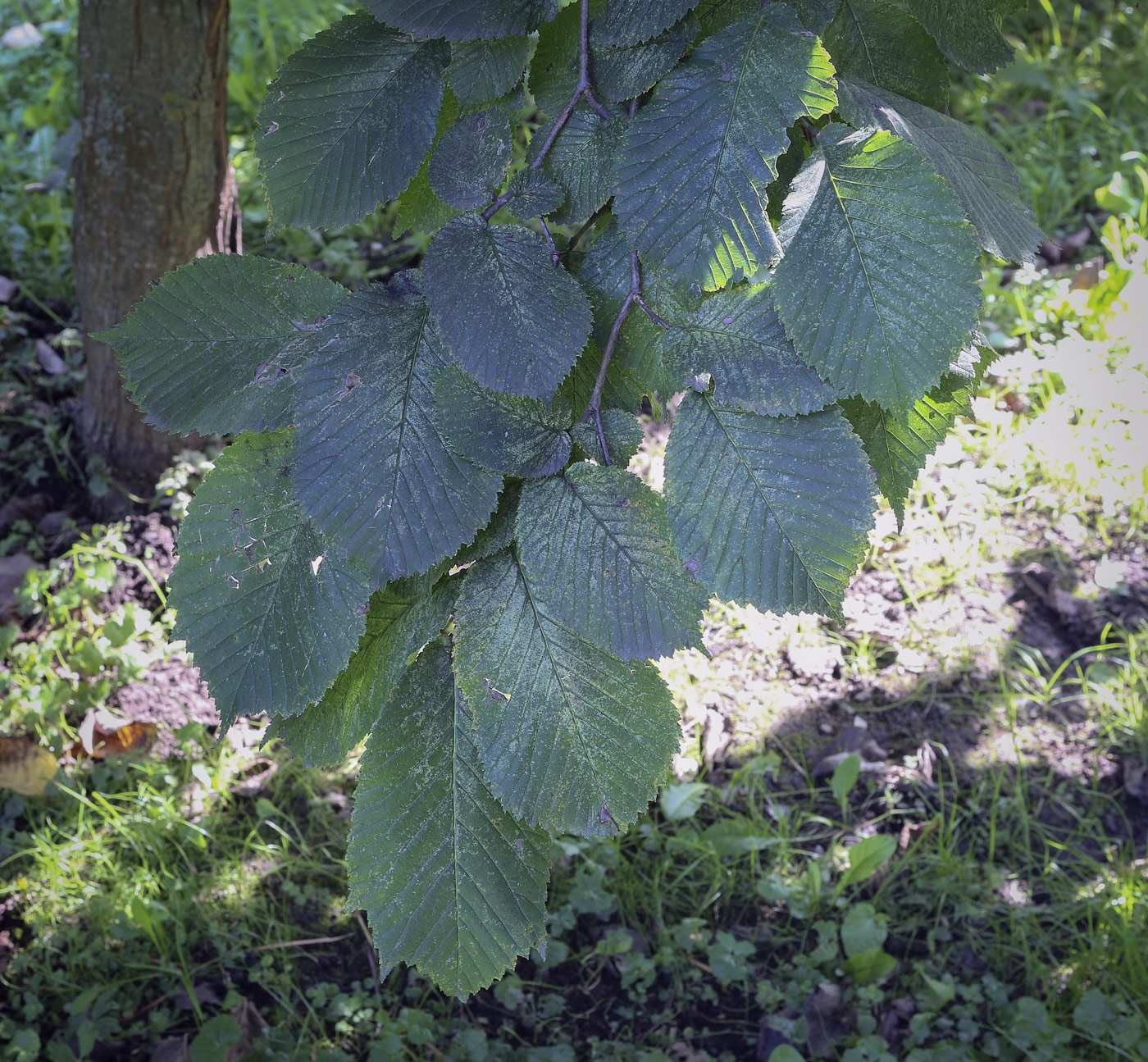 Изображение особи Ulmus glabra.