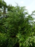 genus Cedrus. Молодое дерево, увитое Parthenocissus quinquefolia. Болгария, Бургасская обл., г. Несебр, Старый Несебр, в культуре. 12.09.2021.