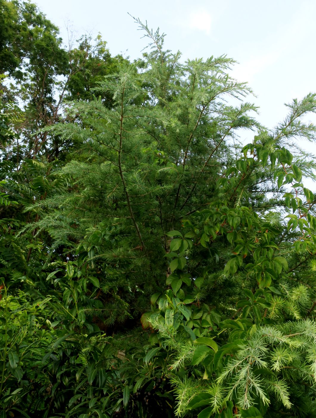 Image of genus Cedrus specimen.