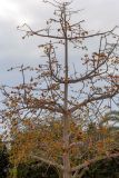 Bombax ceiba