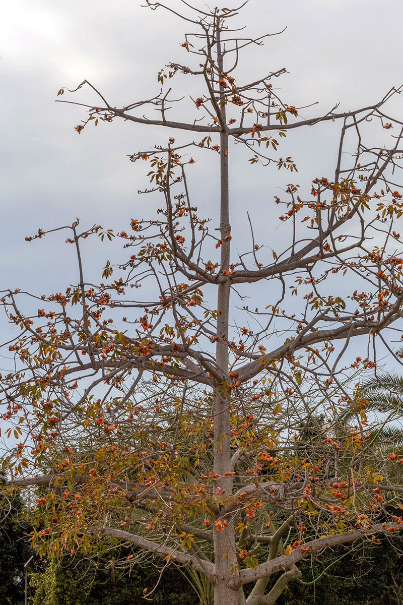 Image of Bombax ceiba specimen.