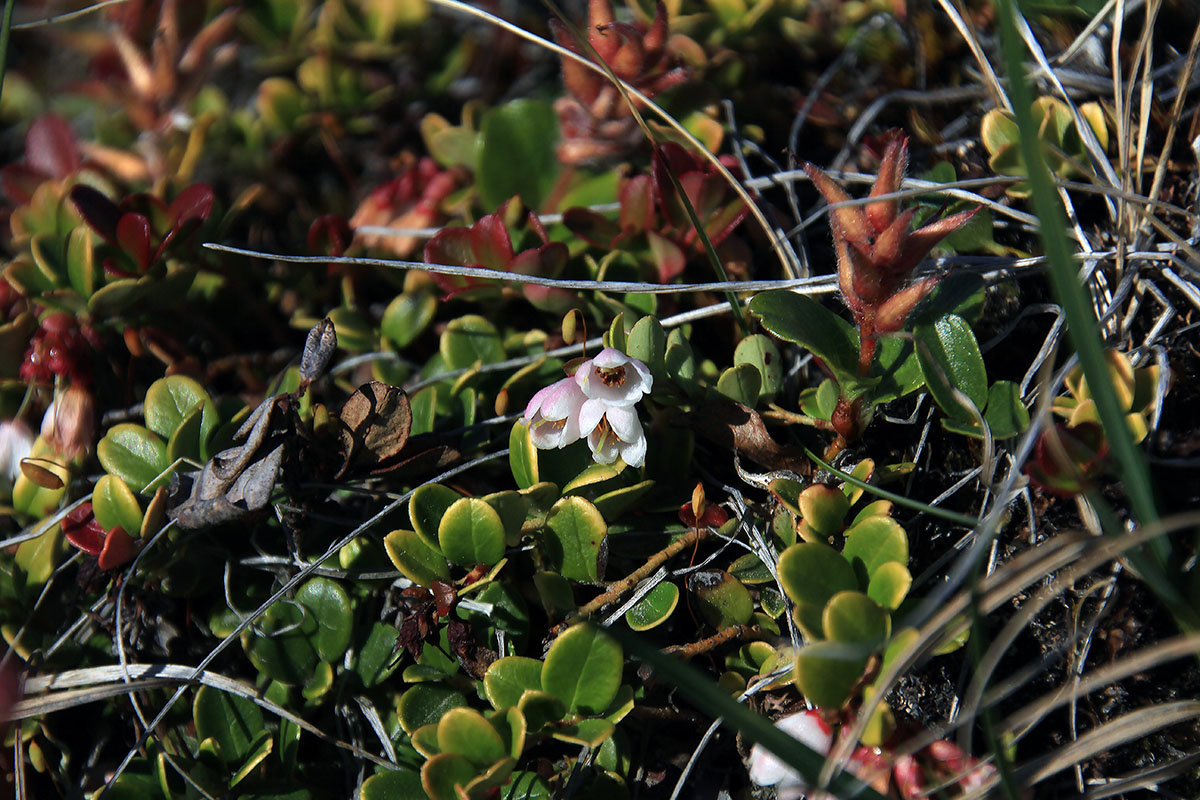 Image of Vaccinium vitis-idaea var. minus specimen.