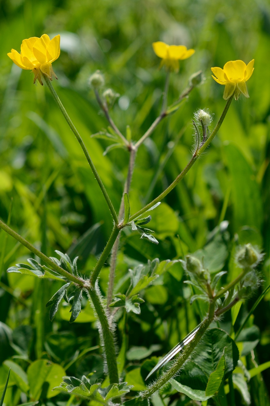 Image of genus Ranunculus specimen.