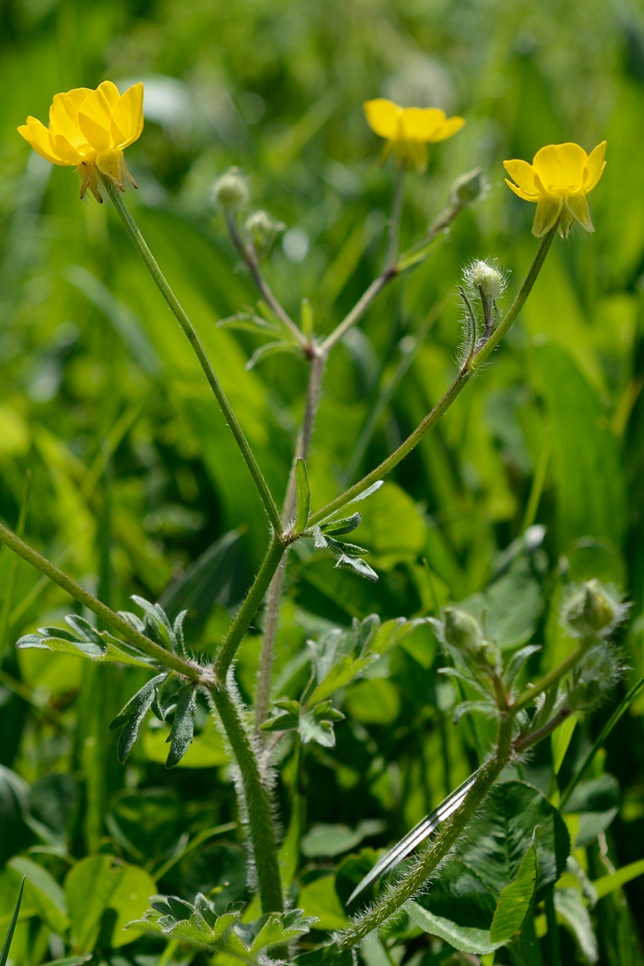 Изображение особи род Ranunculus.