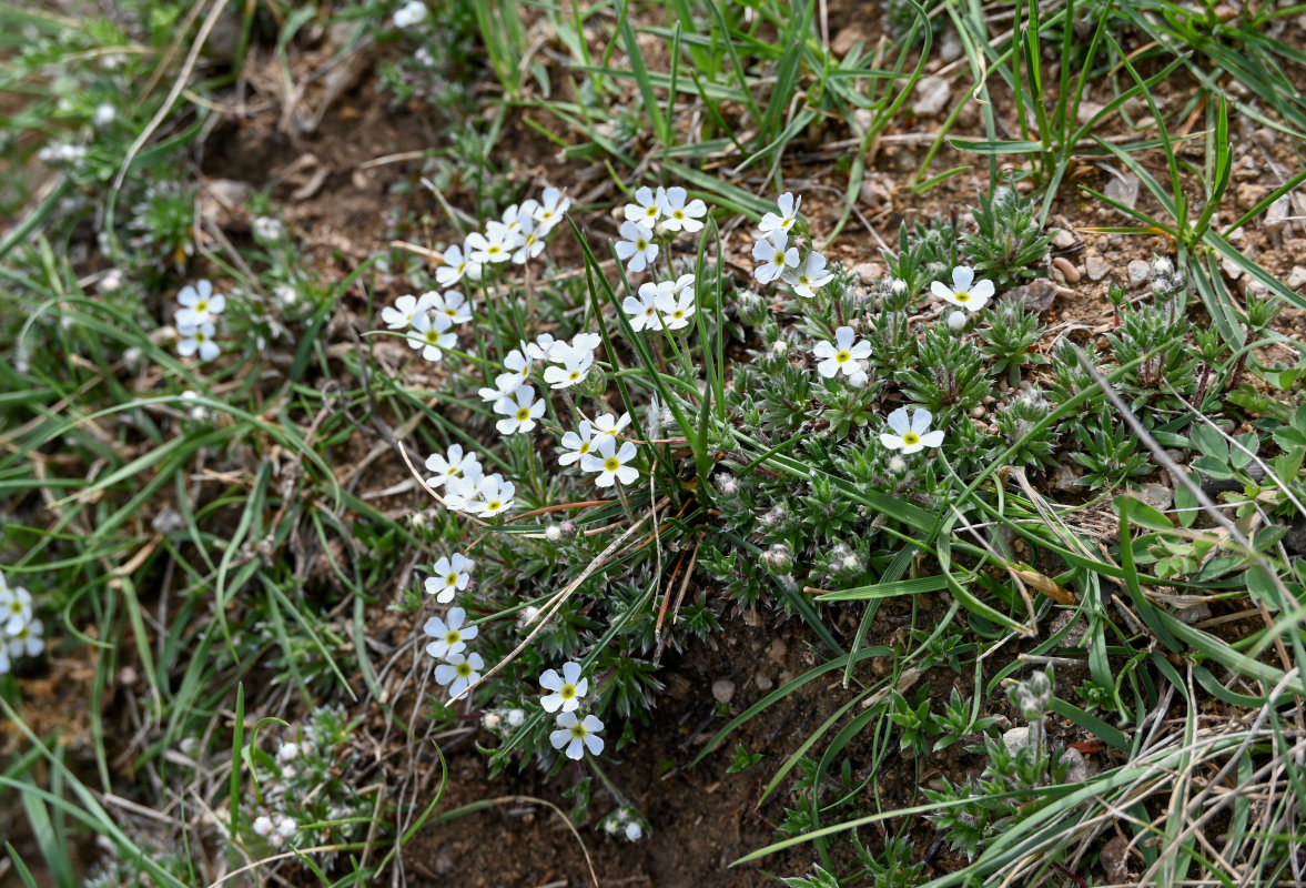 Image of Androsace barbulata specimen.