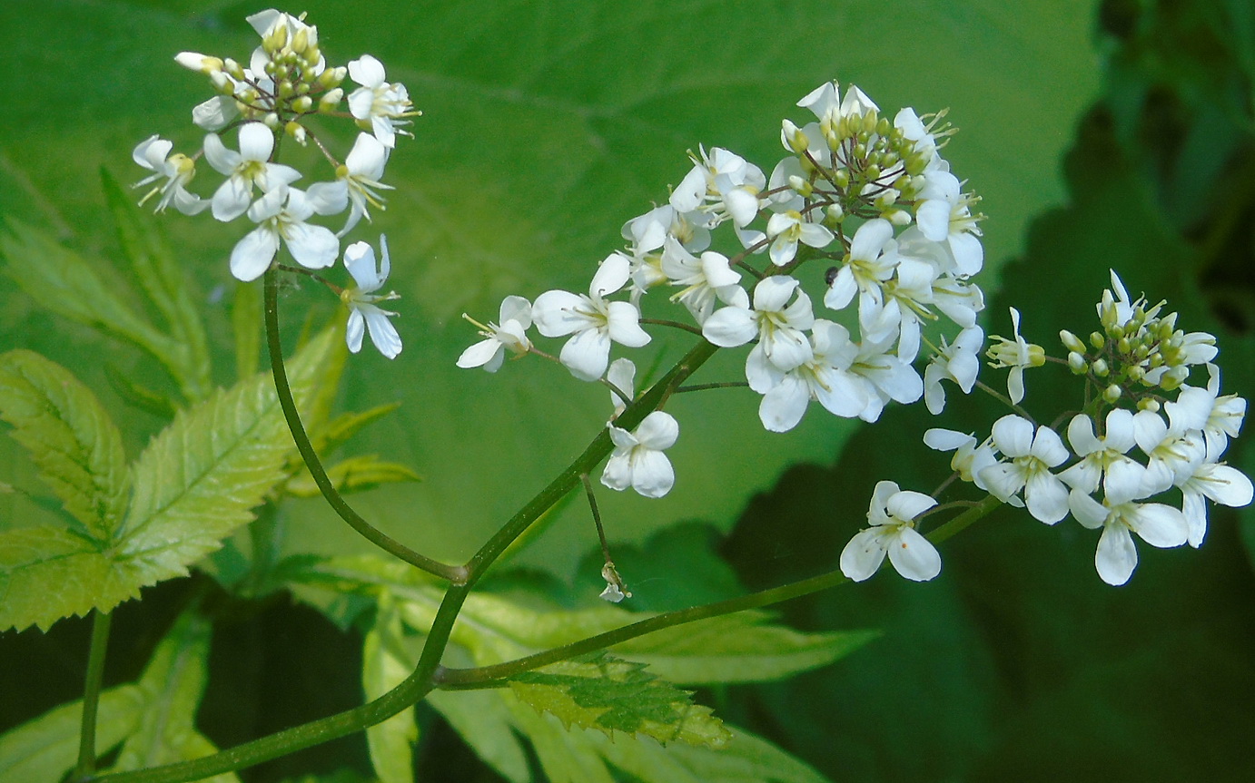 Image of Cardamine leucantha specimen.