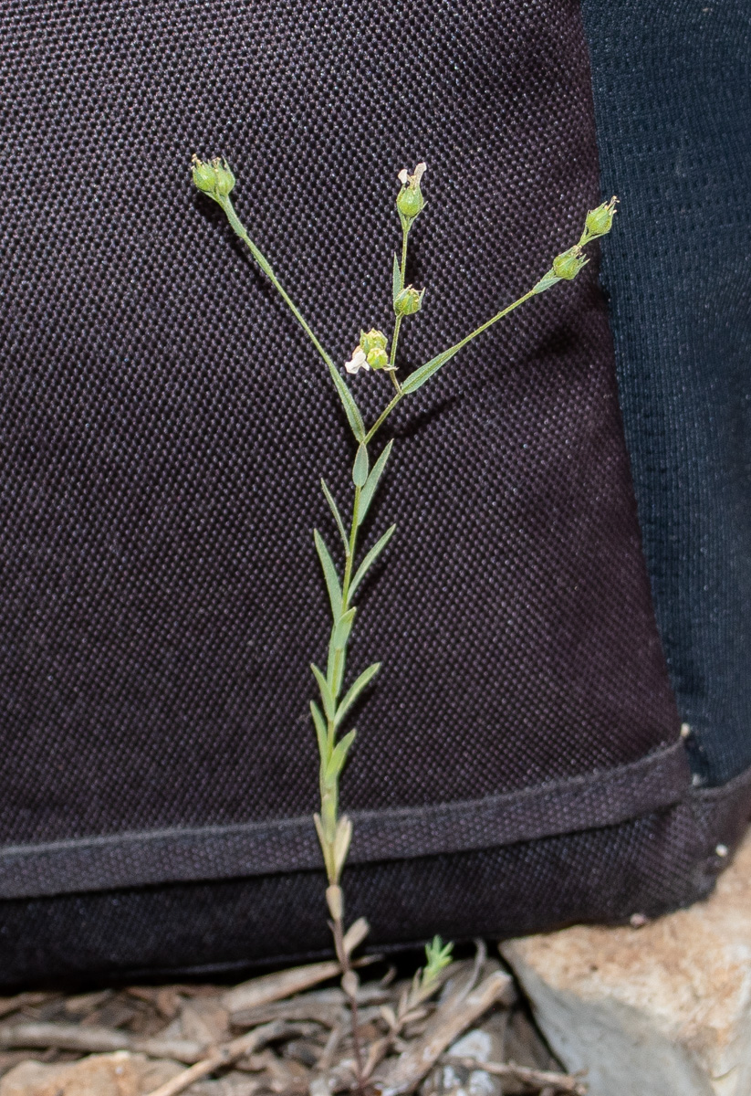 Изображение особи Linum corymbulosum.