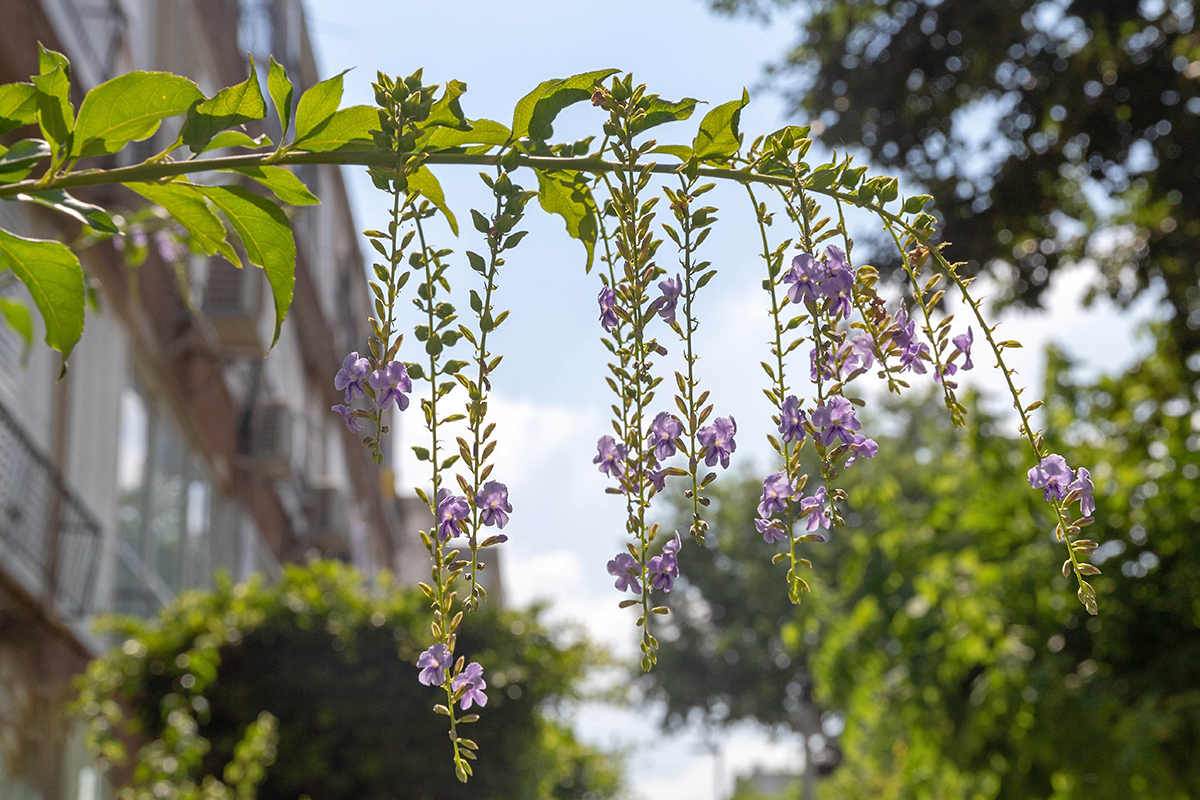 Image of Duranta erecta specimen.