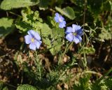 Linum austriacum