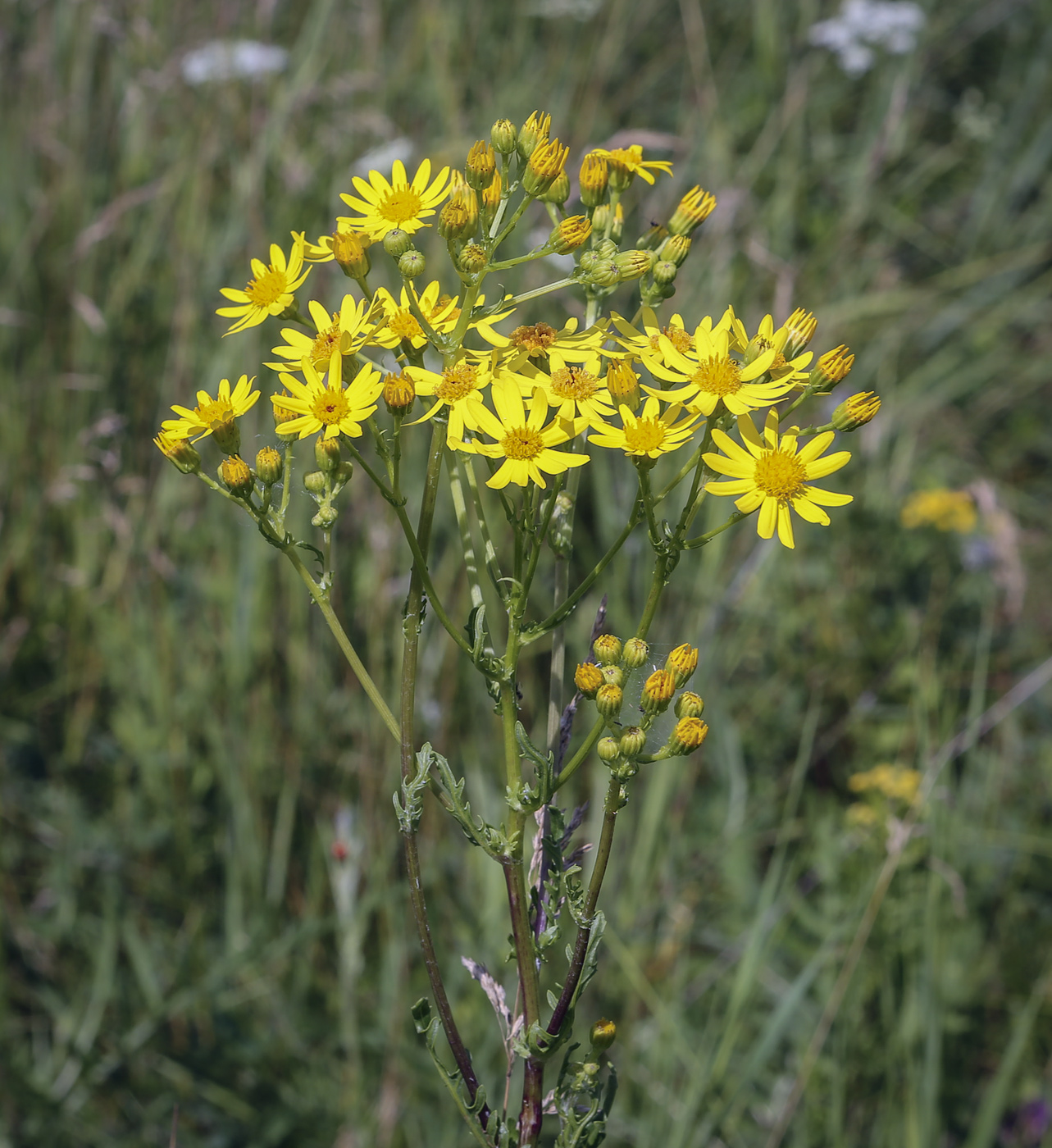 Image of Senecio jacobaea specimen.