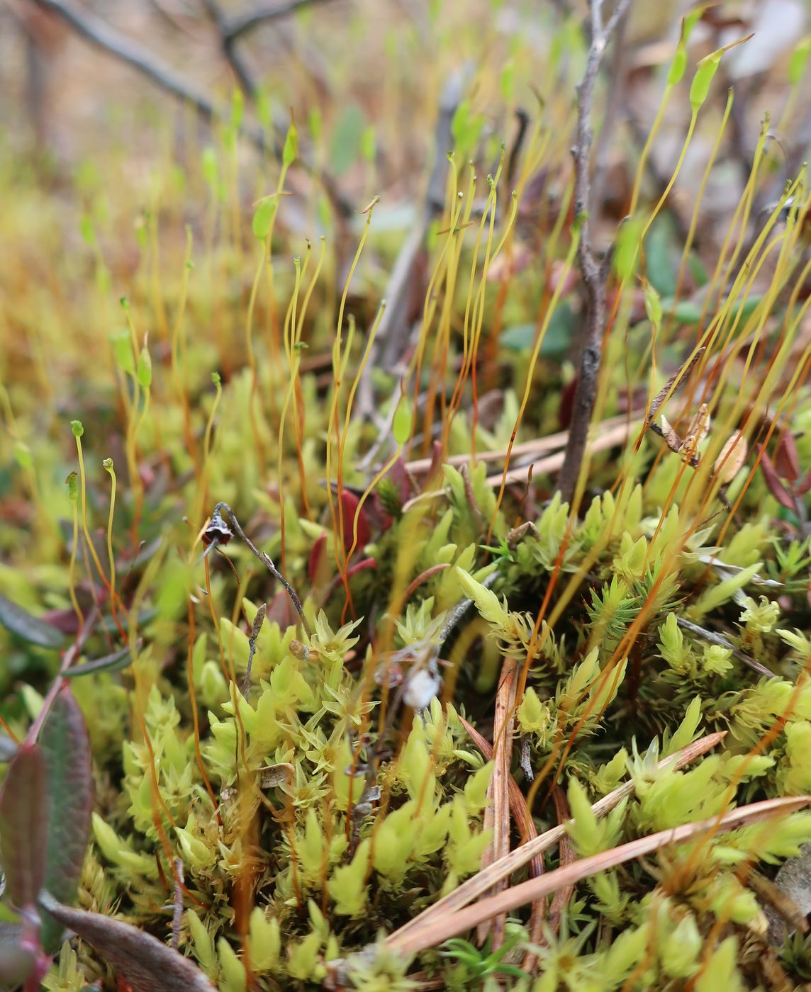 Image of Aulacomnium palustre specimen.