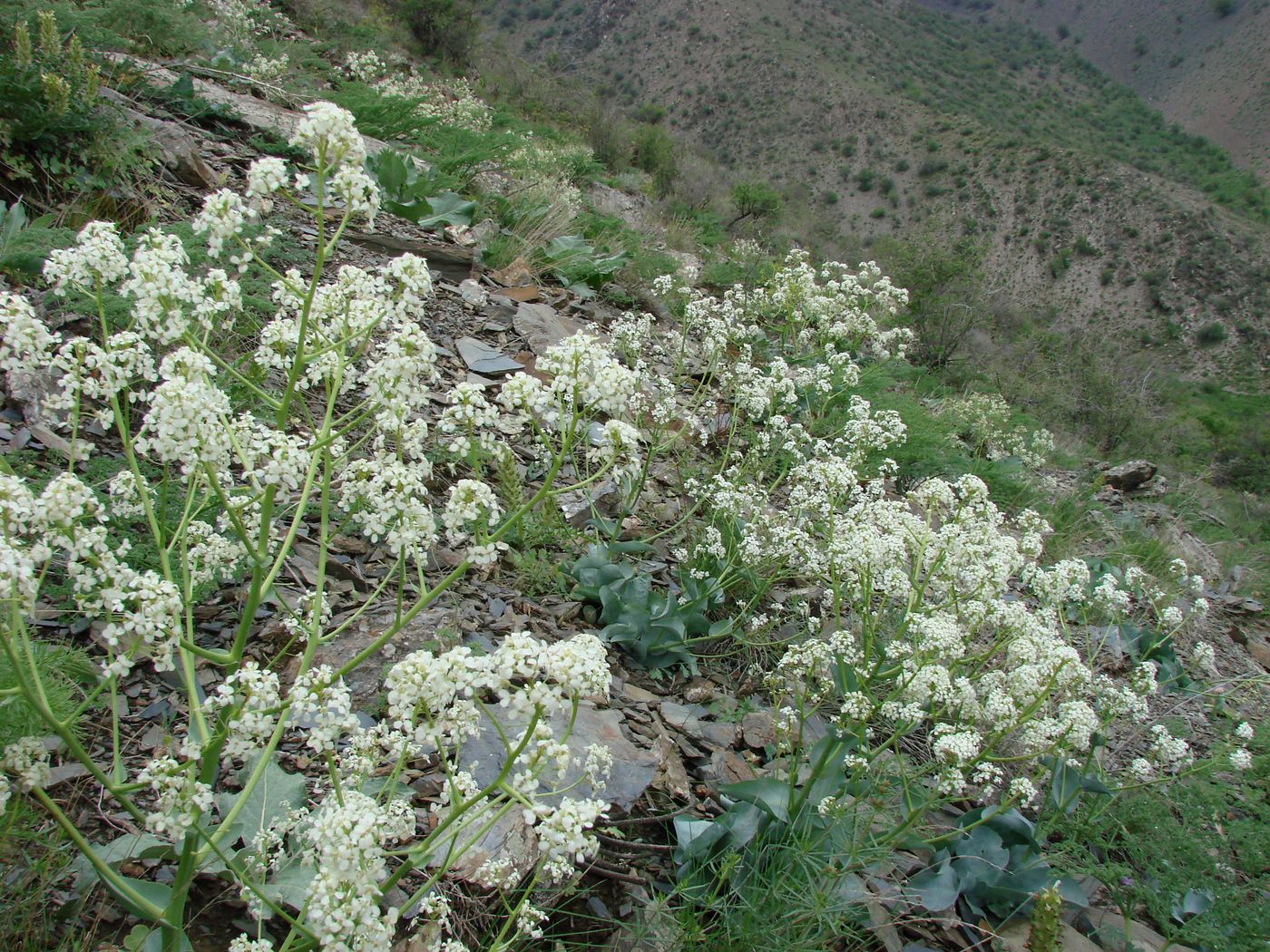 Image of Stubendorffia olgae specimen.