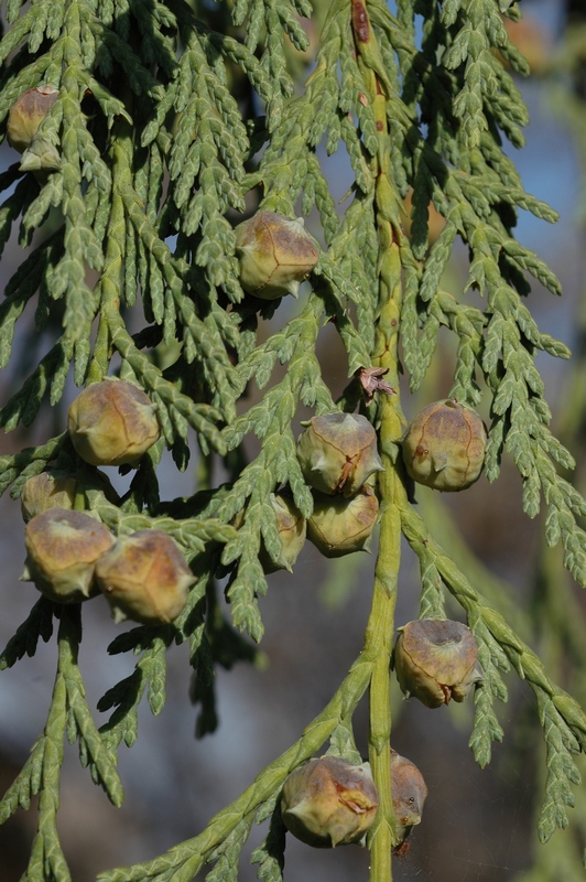 Изображение особи Chamaecyparis nootkatensis.