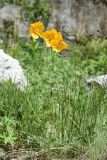 Papaver croceum