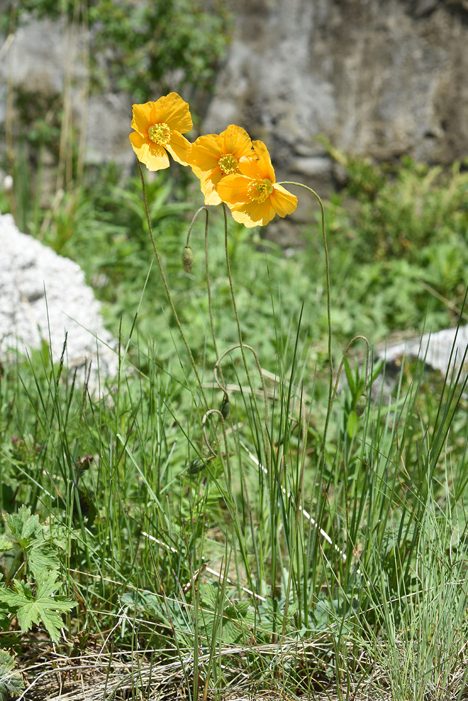 Image of Papaver croceum specimen.