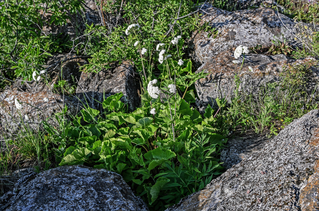 Изображение особи Valeriana alliariifolia.