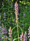 Stachys palustris. Верхушка цветущего растения. Иркутск, р. Ангара, о. Конный, возле кустов черёмухи. 30.07.2022.