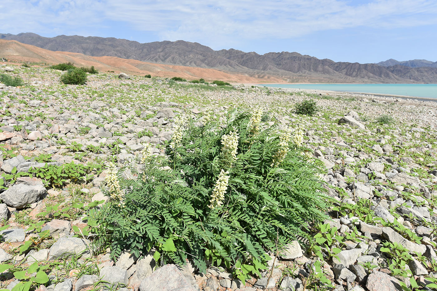 Изображение особи Pseudosophora alopecuroides.