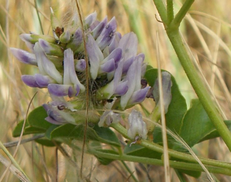 Изображение особи Glycyrrhiza uralensis.