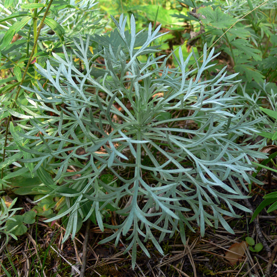 Изображение особи Artemisia sericea.