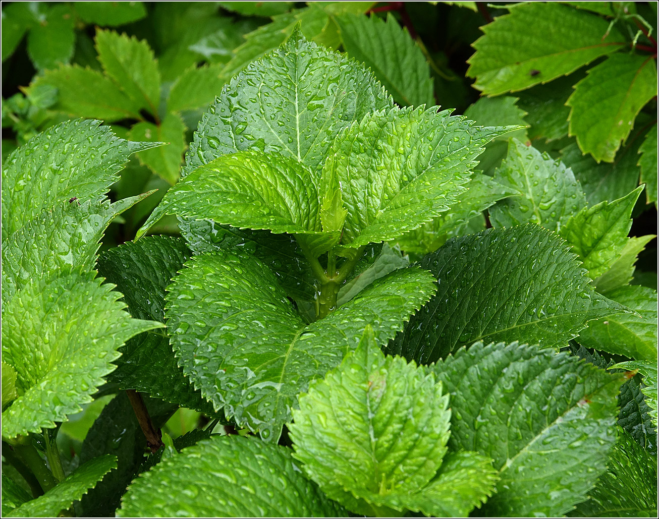 Изображение особи Hydrangea macrophylla.